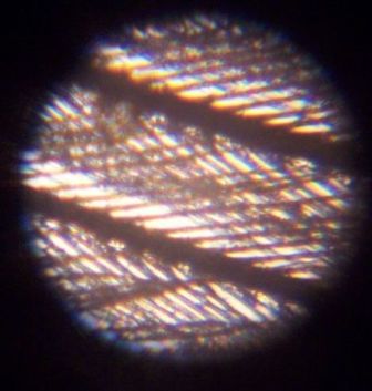 Budgerigar feather, magnified, showing interlocking barbules. 